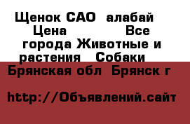 Щенок САО (алабай) › Цена ­ 10 000 - Все города Животные и растения » Собаки   . Брянская обл.,Брянск г.